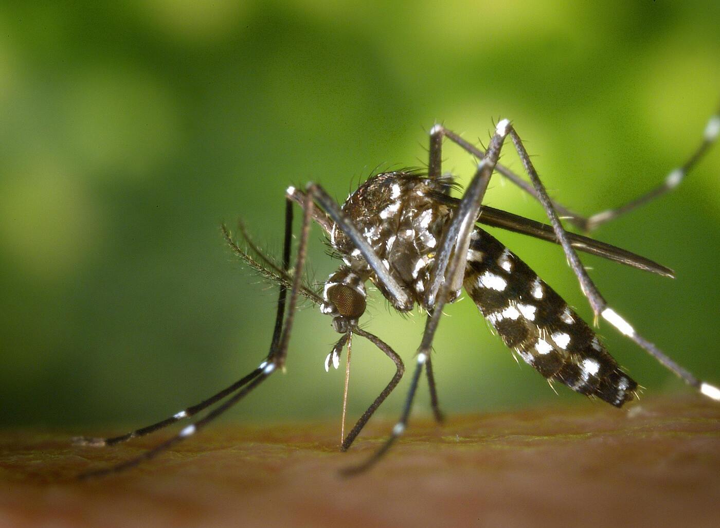 ¿Qué es el dengue y cuáles son sus síntomas?
