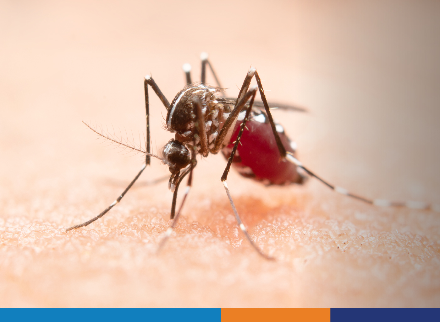 Dengue en el lugar de trabajo: Cómo proteger a tu equipo este verano